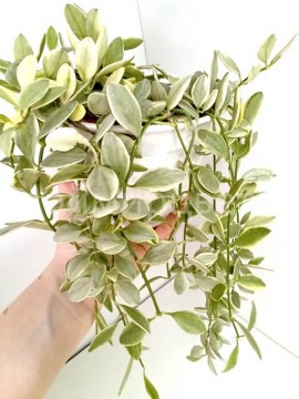 Дисхидия Ioanta variegata 16112022 2